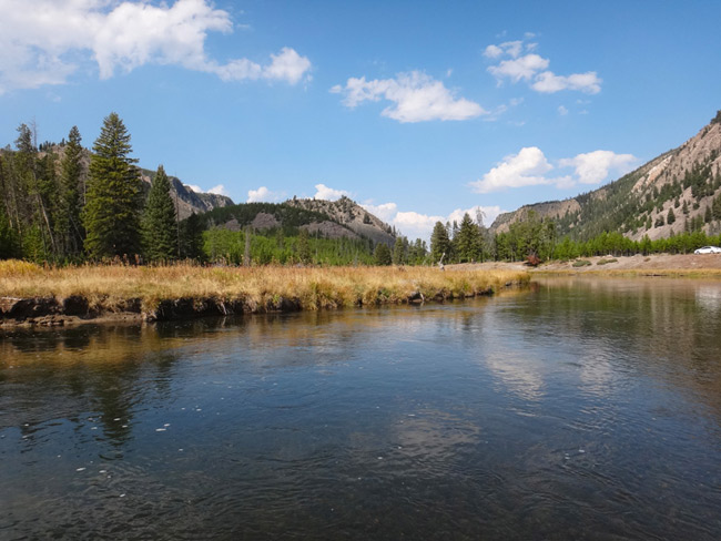 Madison River rainbow trout