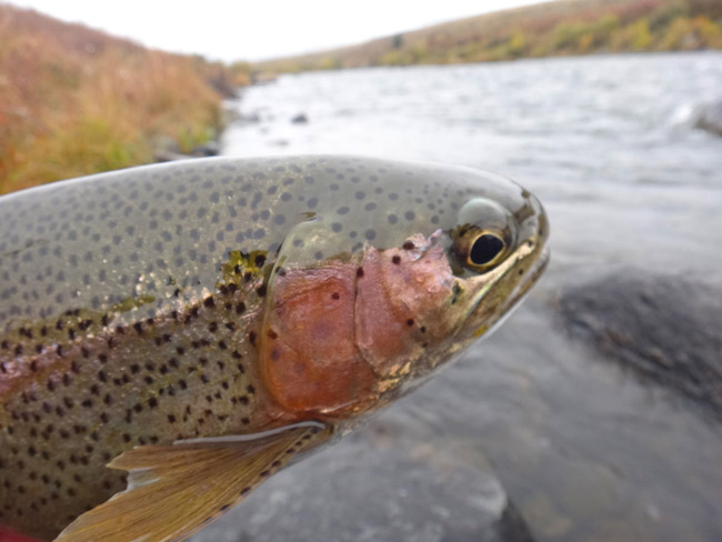 Madison River rainbow trout